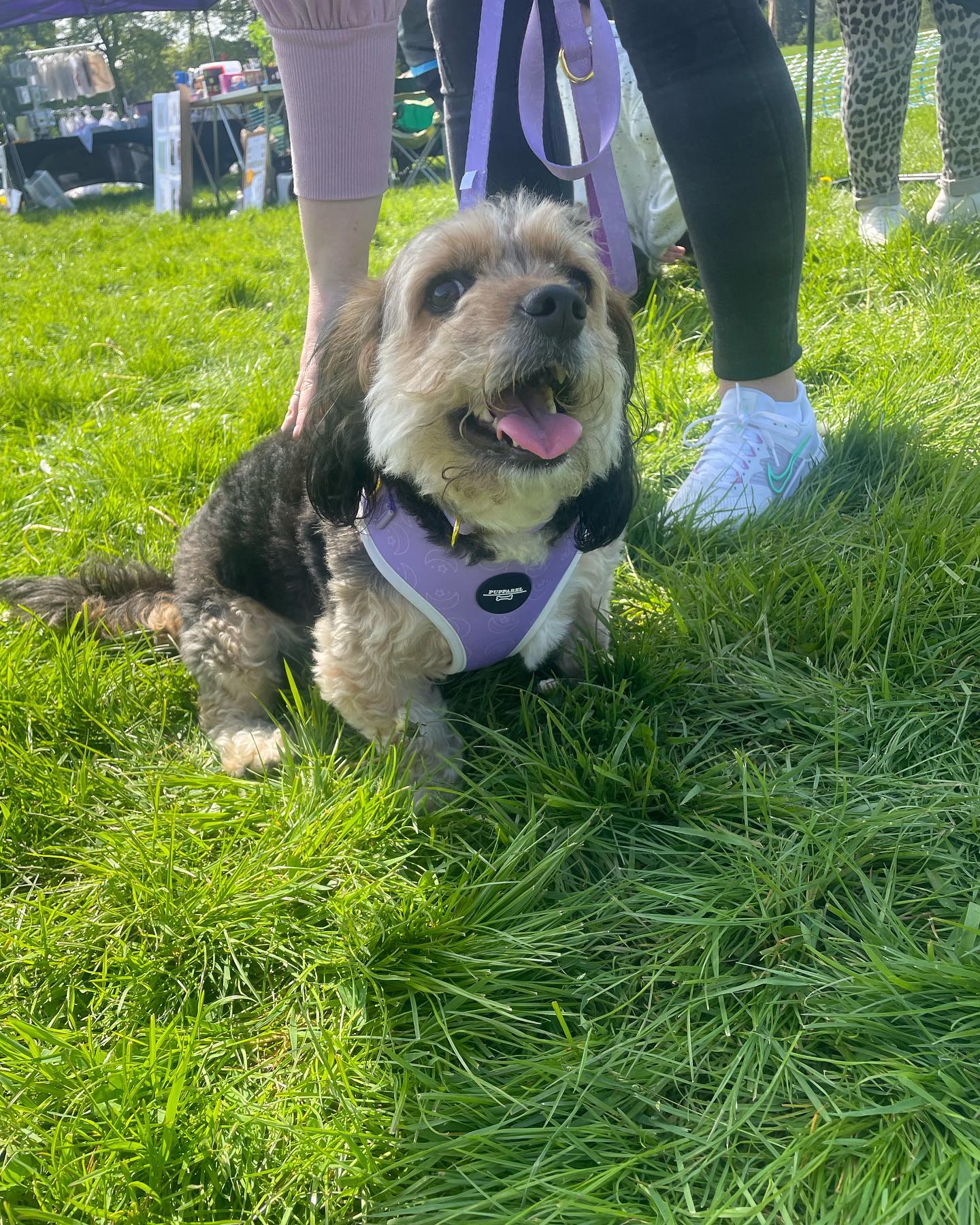 Just a handful of some of our gorgeous customers that left Bark in the Park kitted out in Pupparel t