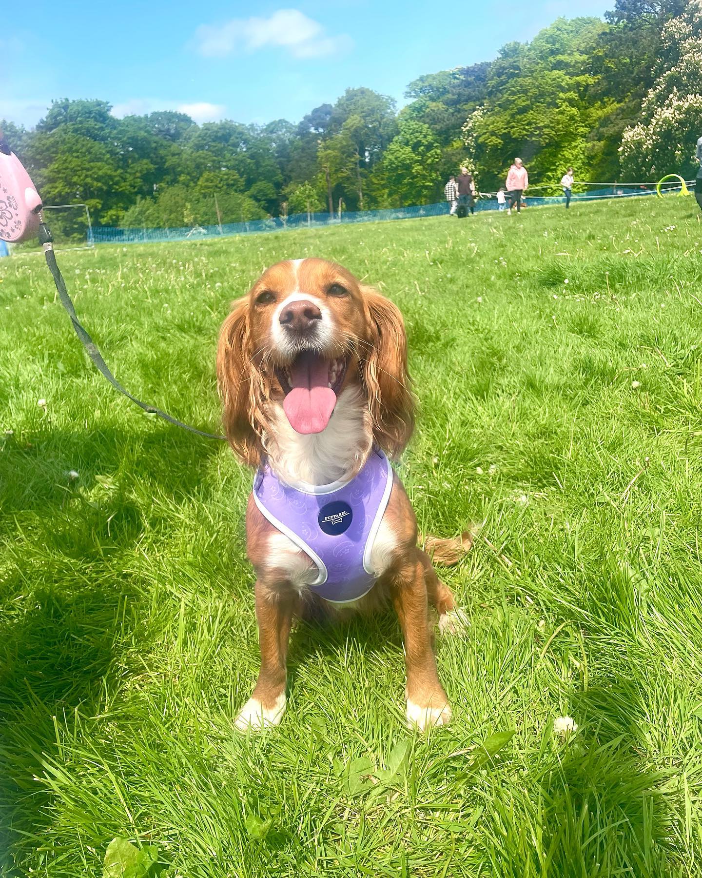 Just a handful of some of our gorgeous customers that left Bark in the Park kitted out in Pupparel t