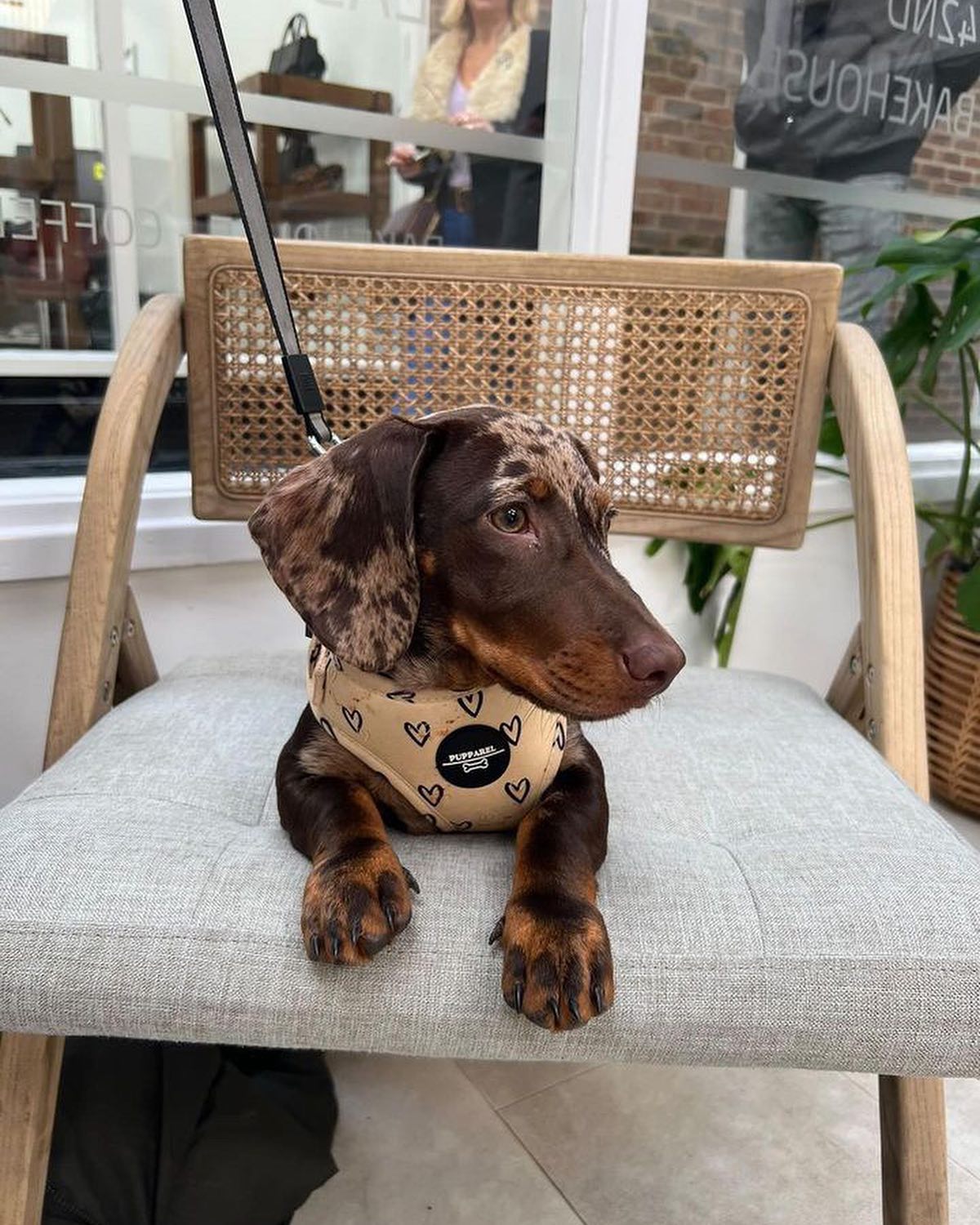 It doesn’t get any cuter than this 😭😍 Love seeing our ranges on all you gorgeous pups ❤️
