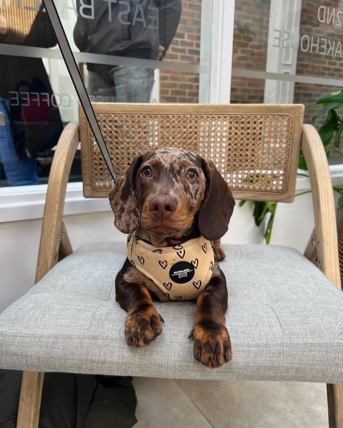 It doesn’t get any cuter than this 😭😍 Love seeing our ranges on all you gorgeous pups ❤️