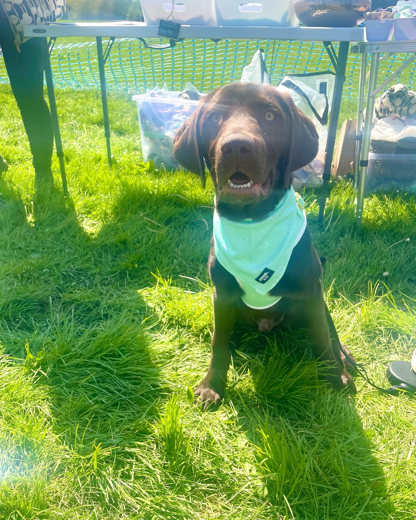 Just a handful of some of our gorgeous customers that left Bark in the Park kitted out in Pupparel t
