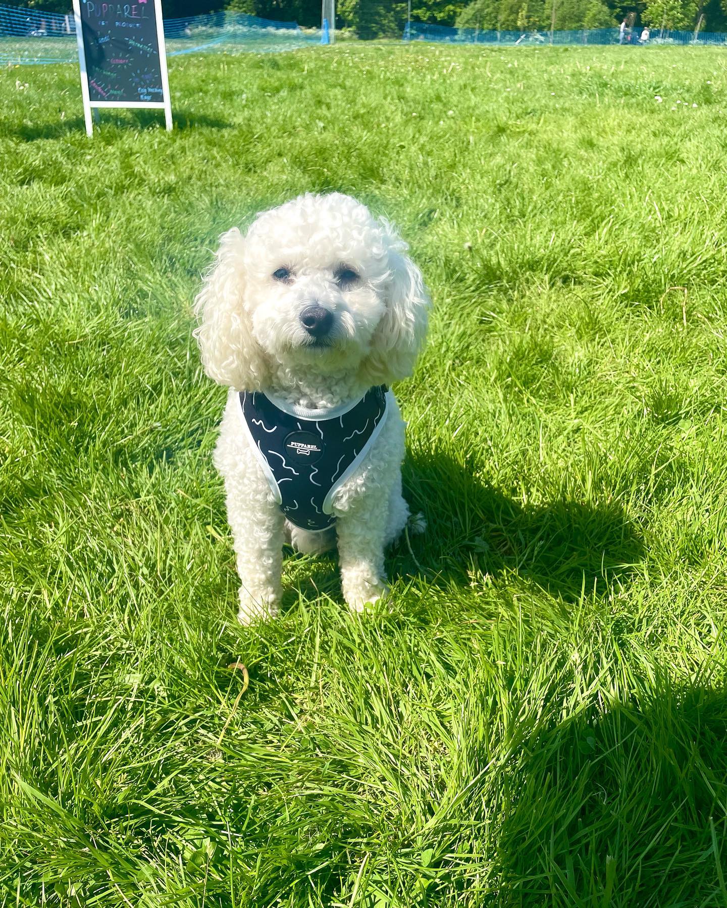 Just a handful of some of our gorgeous customers that left Bark in the Park kitted out in Pupparel t