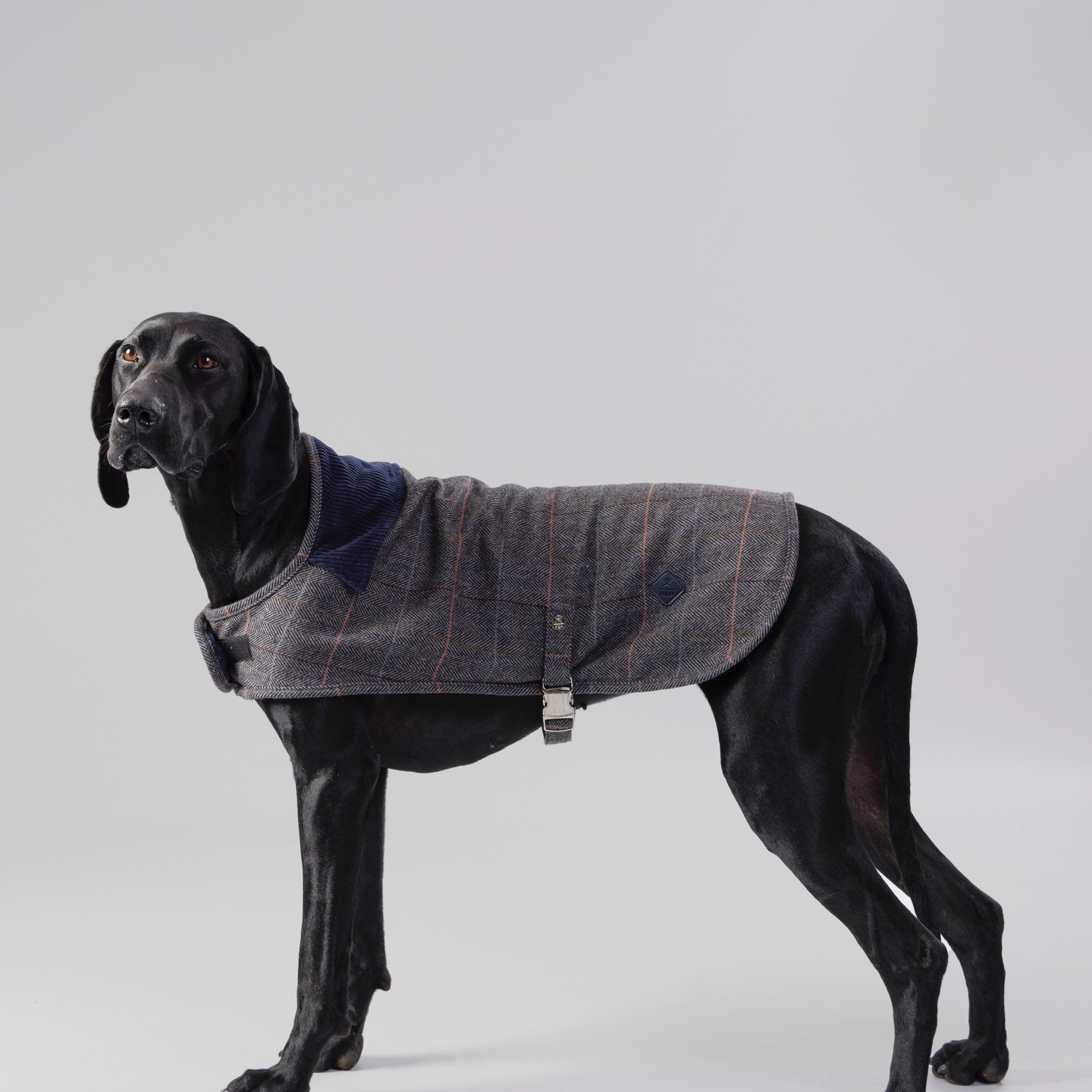 Stylish walks pending... Introducing our Hugo & Hudson x Hackett London jackets. In collaboration wi