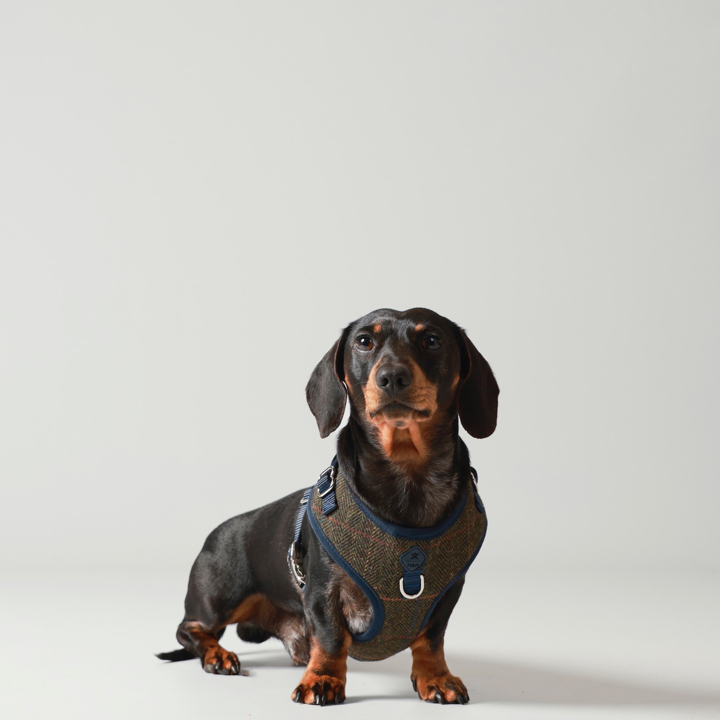 Stylish walks pending... Introducing our Hugo & Hudson x Hackett London jackets. In collaboration wi