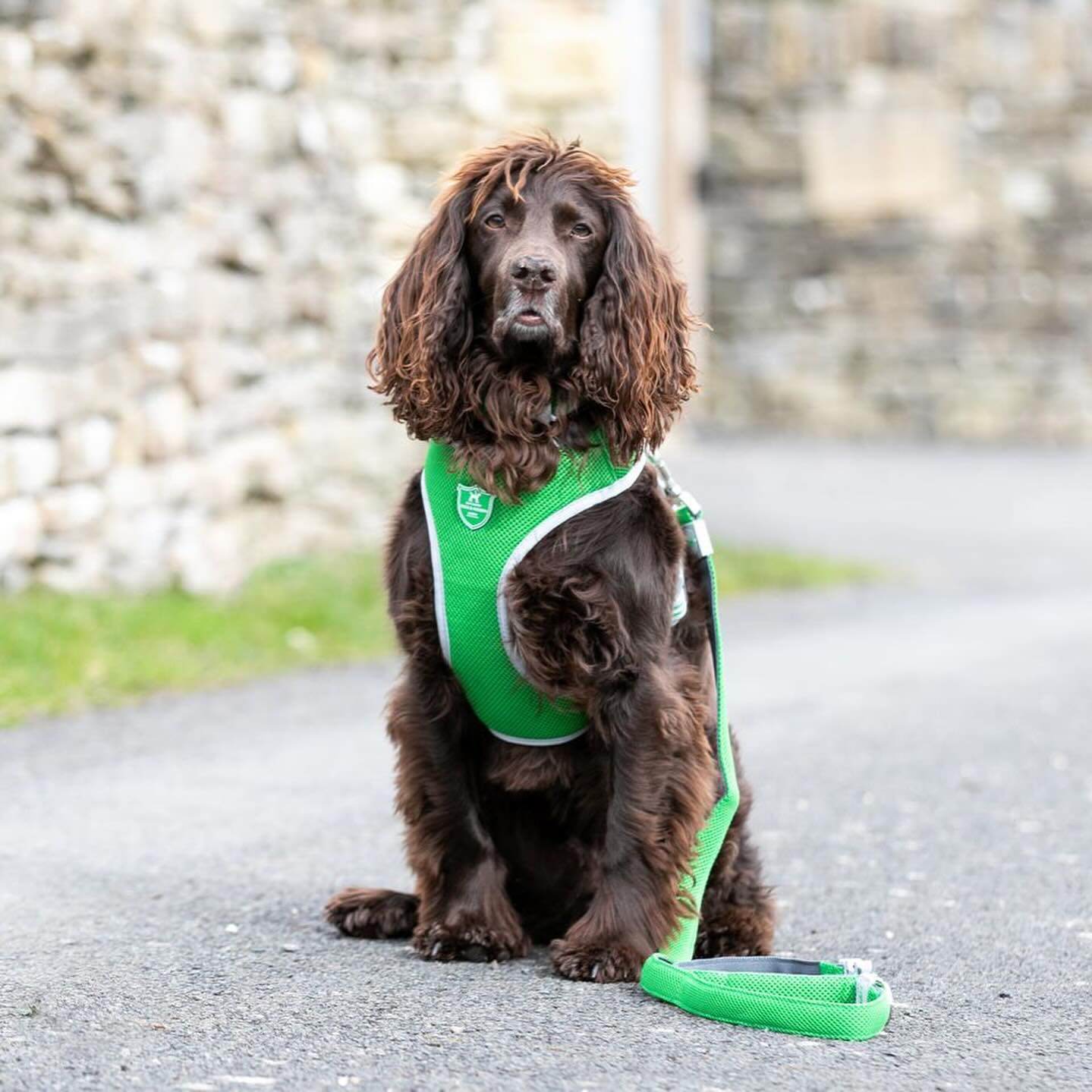St. Pawtrickâ€™s Day!ðŸ€

Top oâ€™ the â€˜pawningâ€™ to you! 

Shamrocks are like friends, hard to 