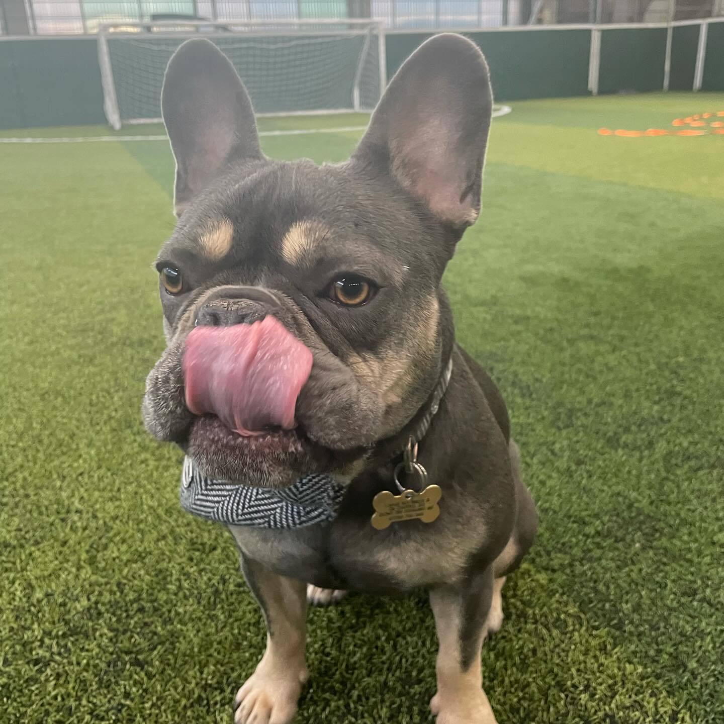 Tongue out Tuesday is from the fantastic zak_thefrenchie - who spotted Zak on an episode of dogsbeha