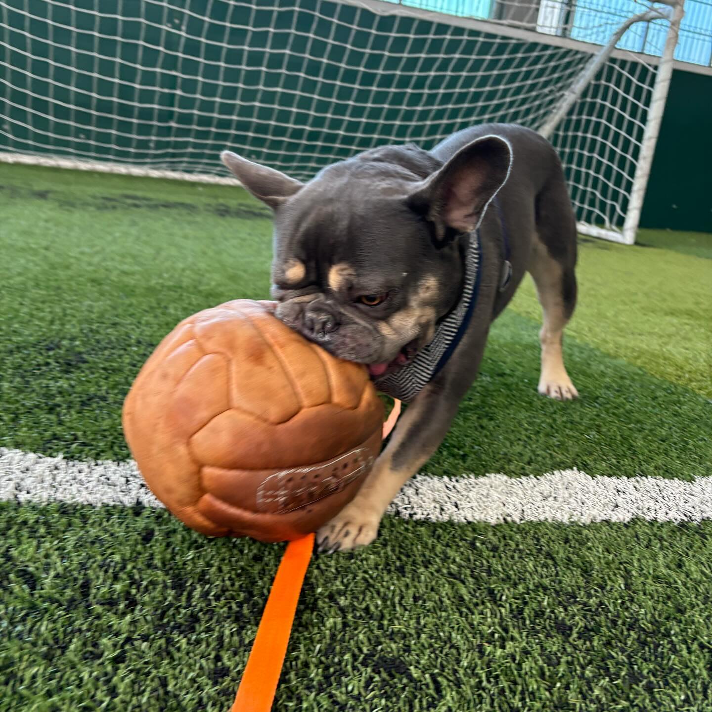 Tongue out Tuesday is from the fantastic zak_thefrenchie - who spotted Zak on an episode of dogsbeha