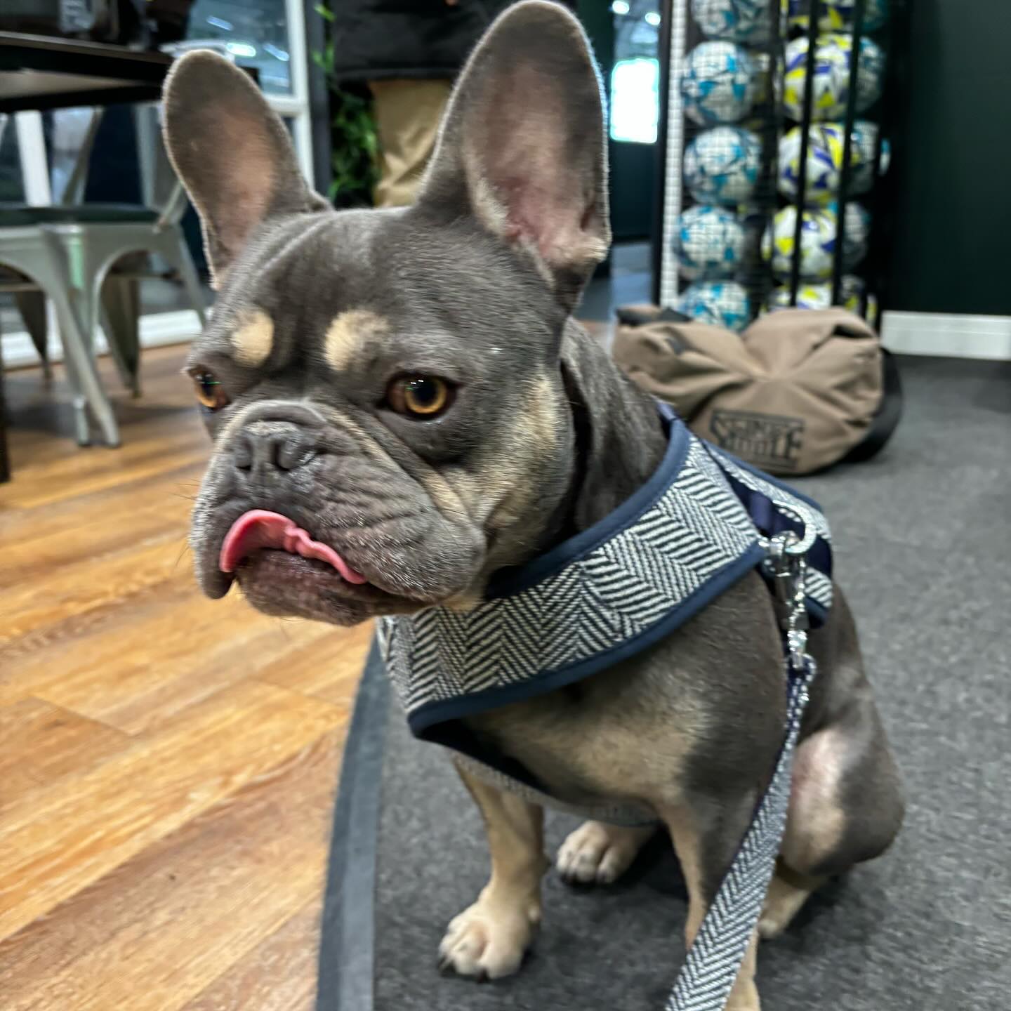 Tongue out Tuesday is from the fantastic zak_thefrenchie - who spotted Zak on an episode of dogsbeha
