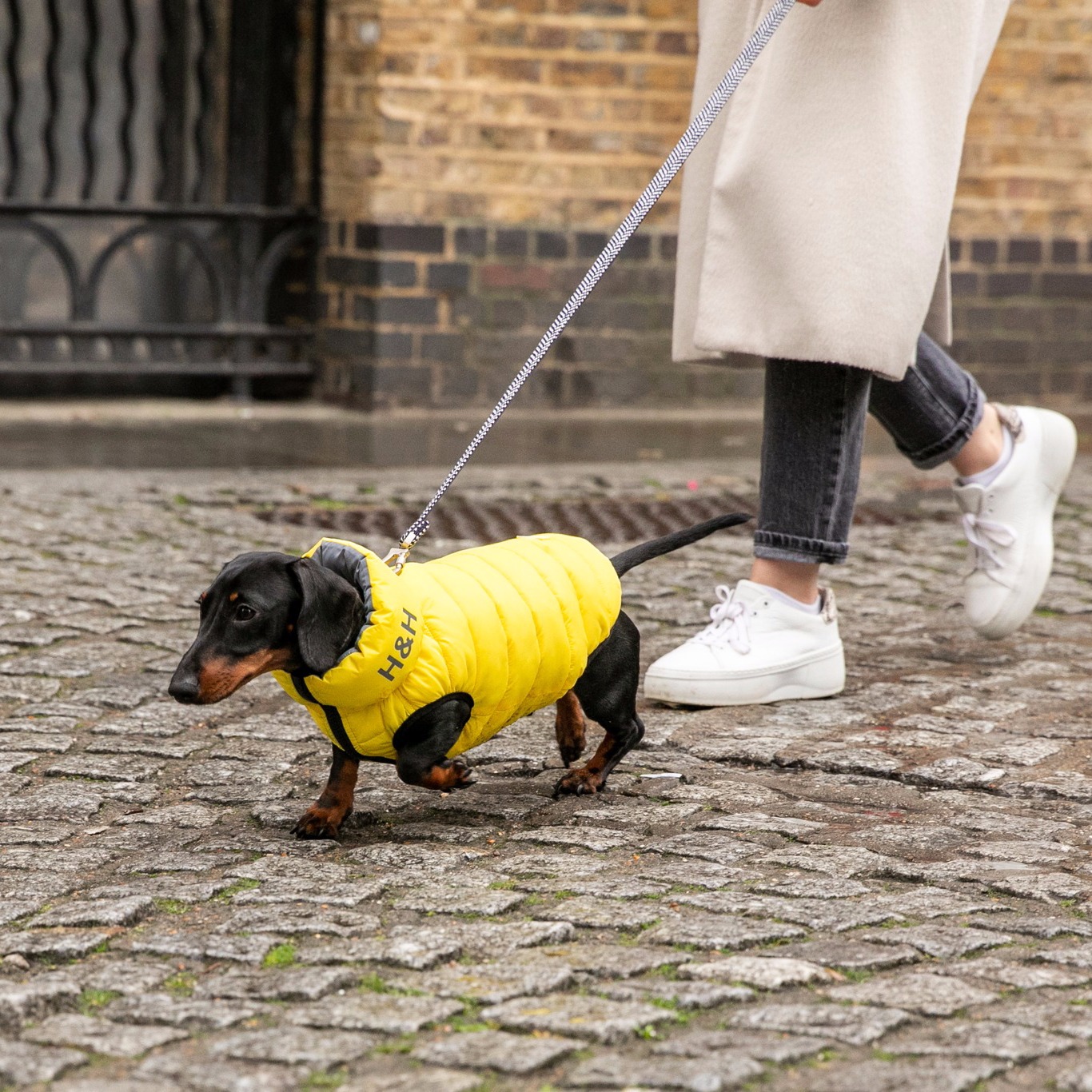 Today is #DogsInYellowDay - but do you know what that actually means? 

If you see a dog wearing yel