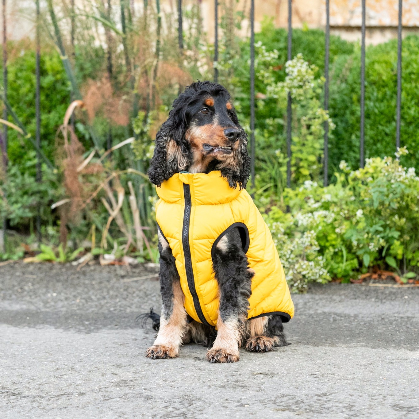 Today is #DogsInYellowDay - but do you know what that actually means? 

If you see a dog wearing yel