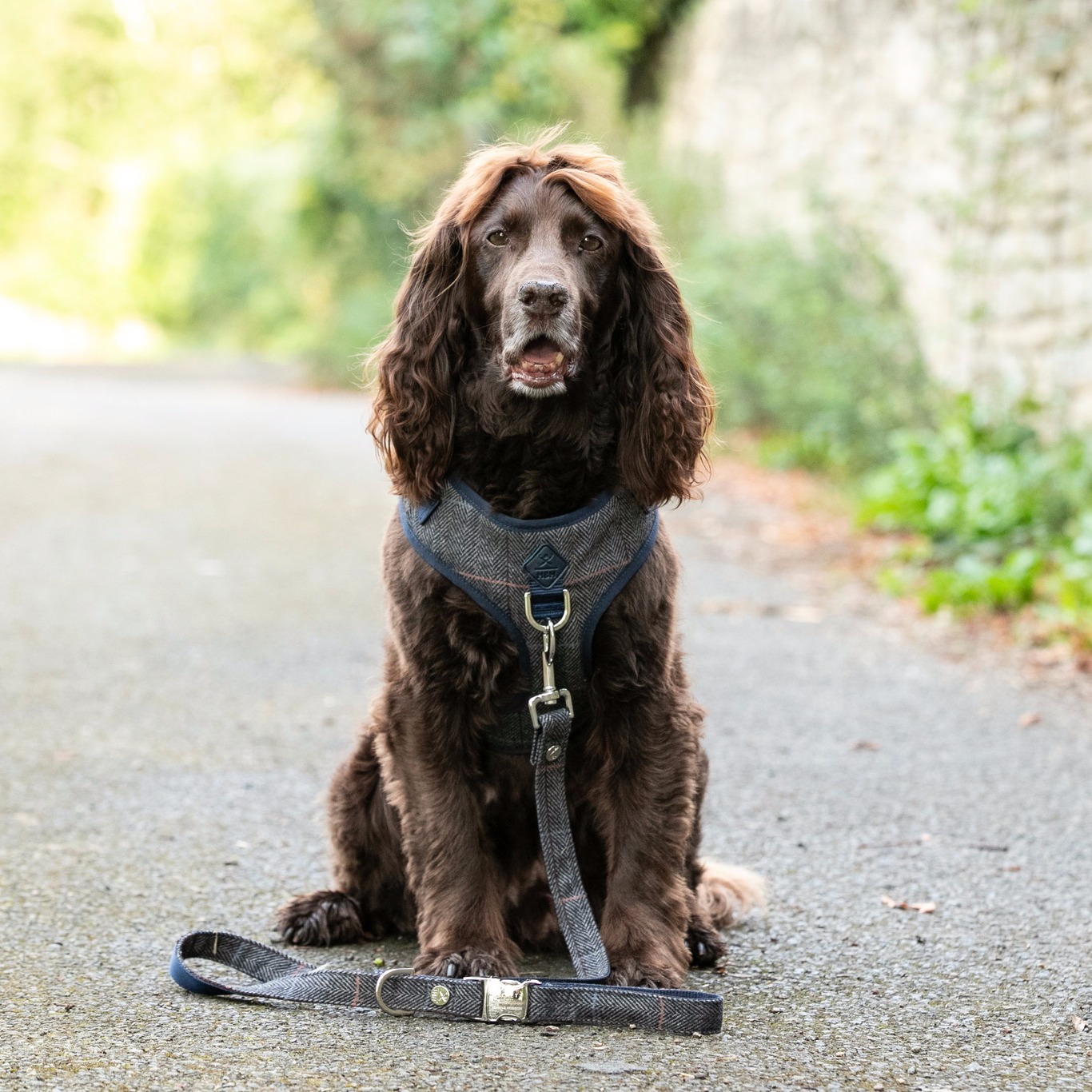 National Tweed Day 

Itâ€™s National Tweed Day! Let your Pups look pawsome in our Tweed Collection. 