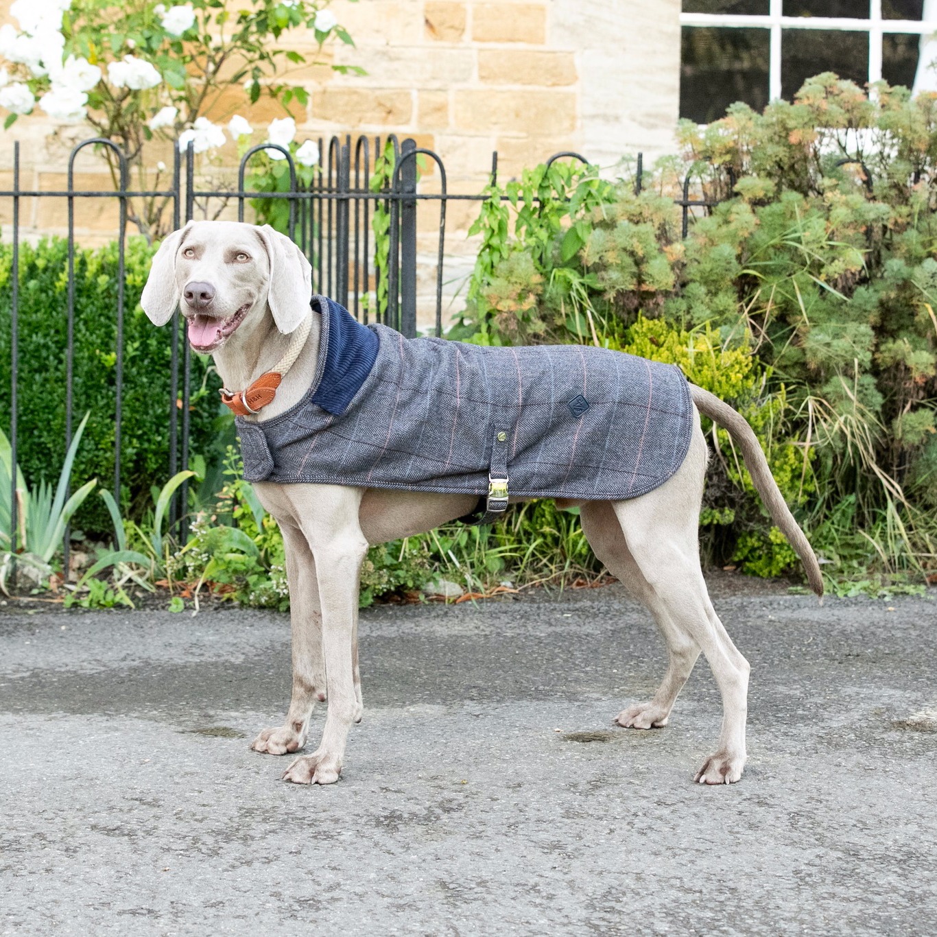 National Tweed Day 

Itâ€™s National Tweed Day! Let your Pups look pawsome in our Tweed Collection. 