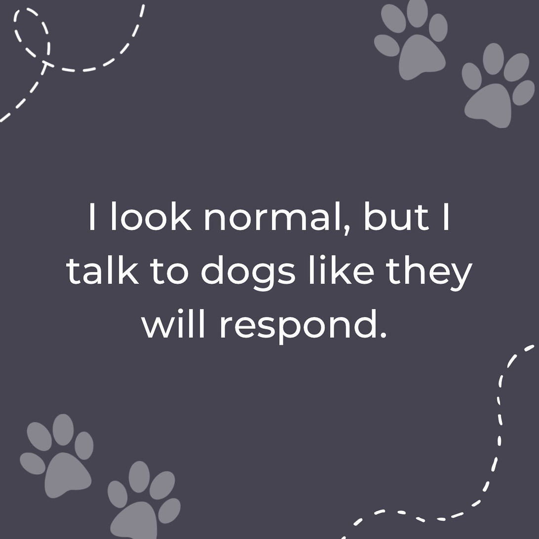 Guilty - we also get frustrated when they don’t respond 😂🙈 🐾 

#hugoandhudson #DogQuotes #dog #do