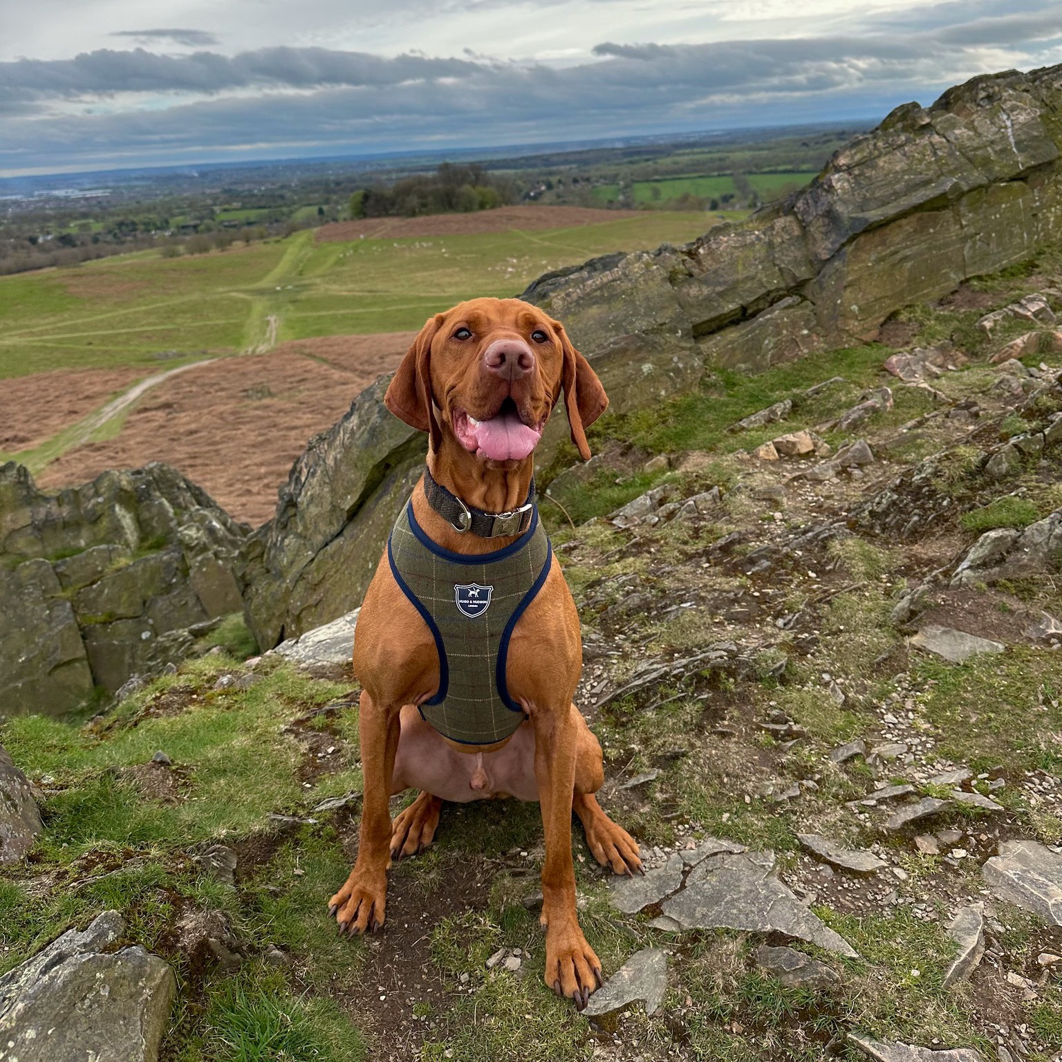 A terrific #tongueouttuesday thanks to Jenson who's looking pawsome in his Hackett London x Hugo & H