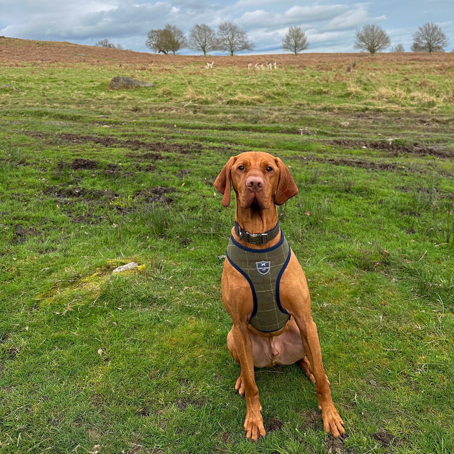 A terrific #tongueouttuesday thanks to Jenson who's looking pawsome in his Hackett London x Hugo & H
