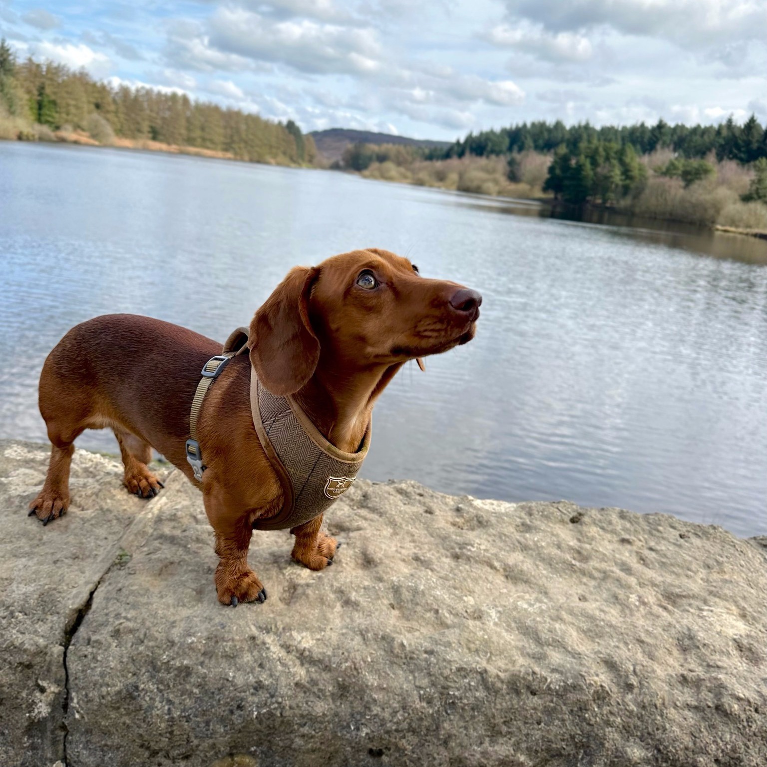 "Just admiring the weather, and the view hoomum!" 

Loki looks adorable in our caramel tweed harness
