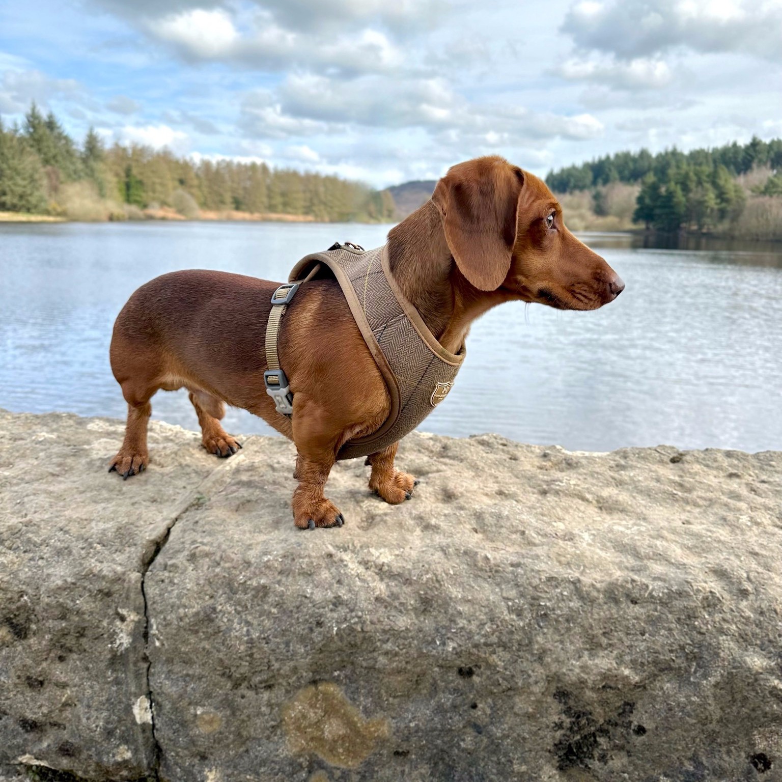 "Just admiring the weather, and the view hoomum!" 

Loki looks adorable in our caramel tweed harness