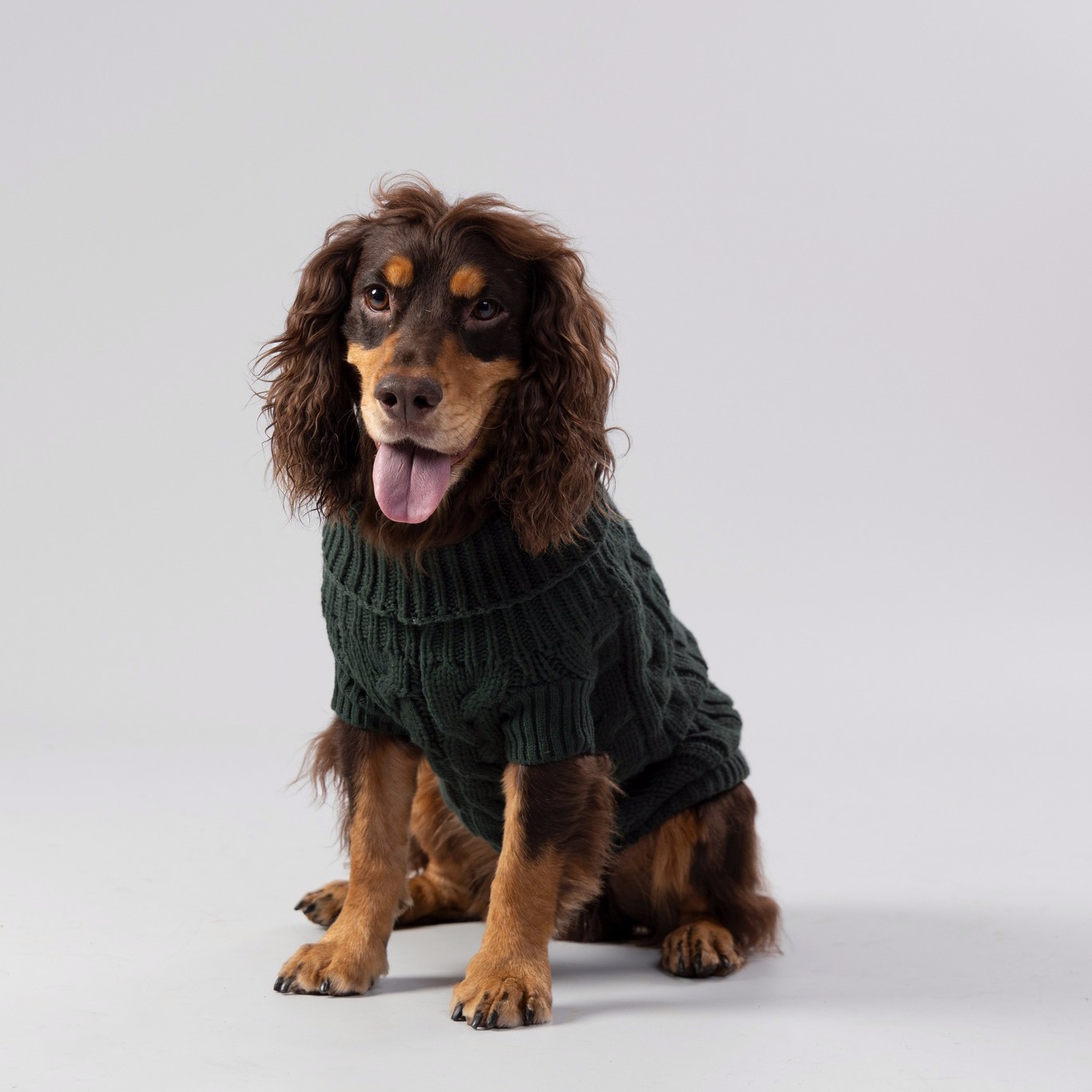 Jumper ✅
Jacket ✅

Essentials for both hoomans and dogs in the month that gives us all 4 seasons! Wh