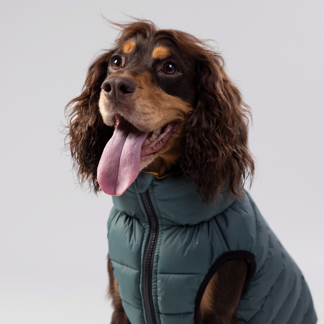 Jumper ✅
Jacket ✅

Essentials for both hoomans and dogs in the month that gives us all 4 seasons! Wh