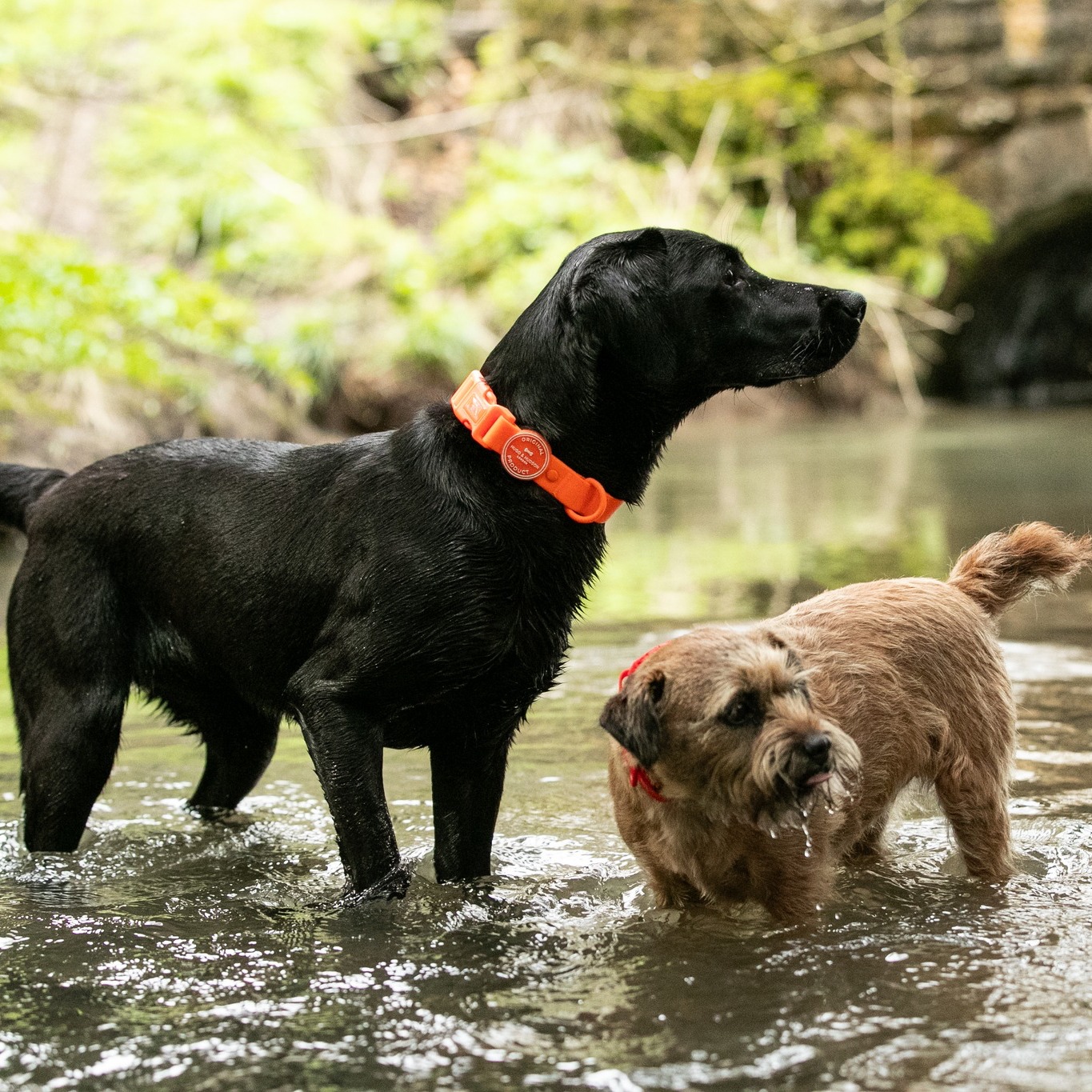 Everyday should be Earth Day.

We love being out in the great outdoors with our pets. Don't let natu