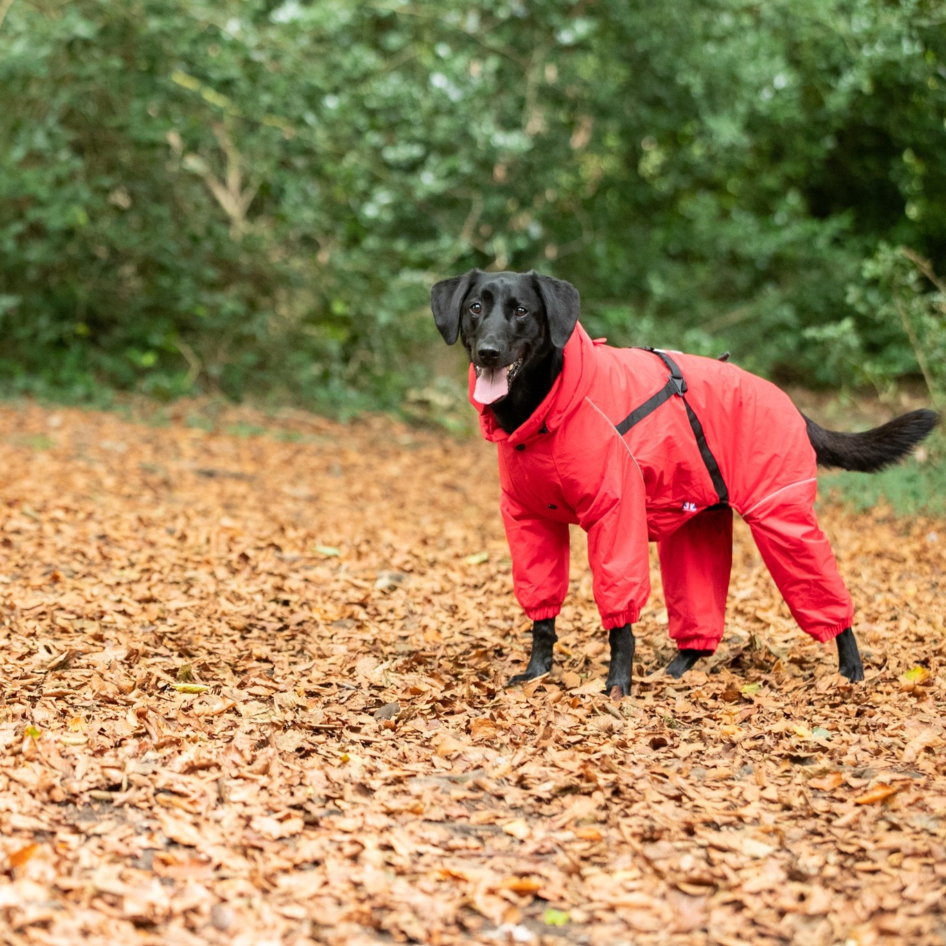 Everyday should be Earth Day.

We love being out in the great outdoors with our pets. Don't let natu