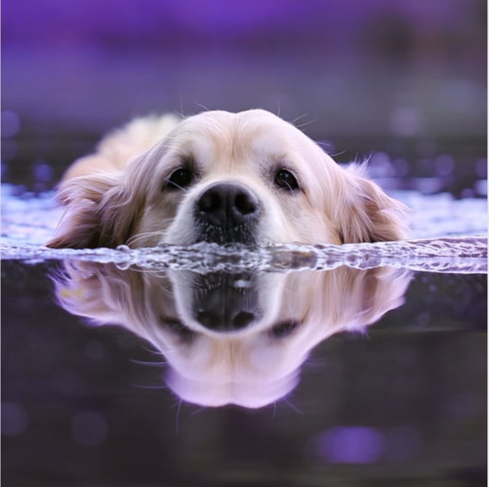 Everyday should be Earth Day.

We love being out in the great outdoors with our pets. Don't let natu