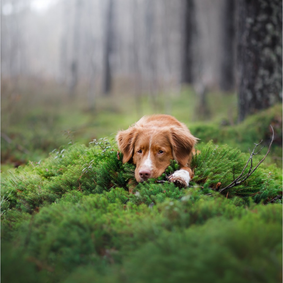 Everyday should be Earth Day.

We love being out in the great outdoors with our pets. Don't let natu