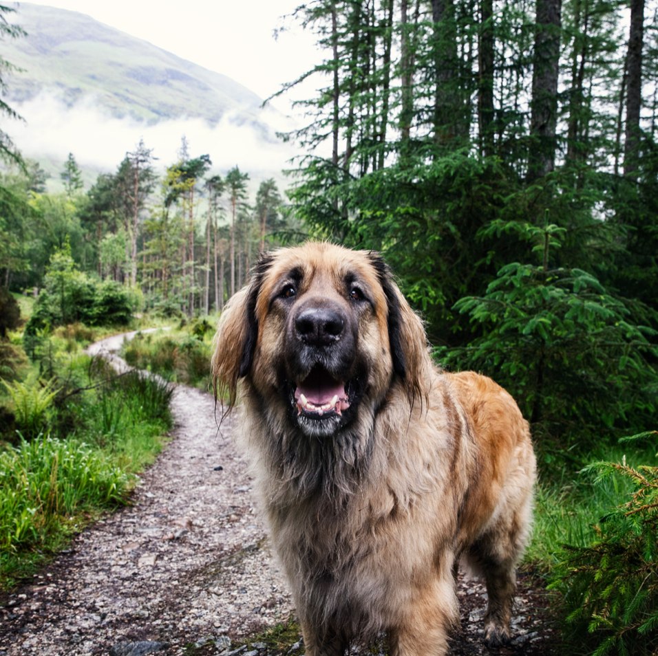 Everyday should be Earth Day.

We love being out in the great outdoors with our pets. Don't let natu