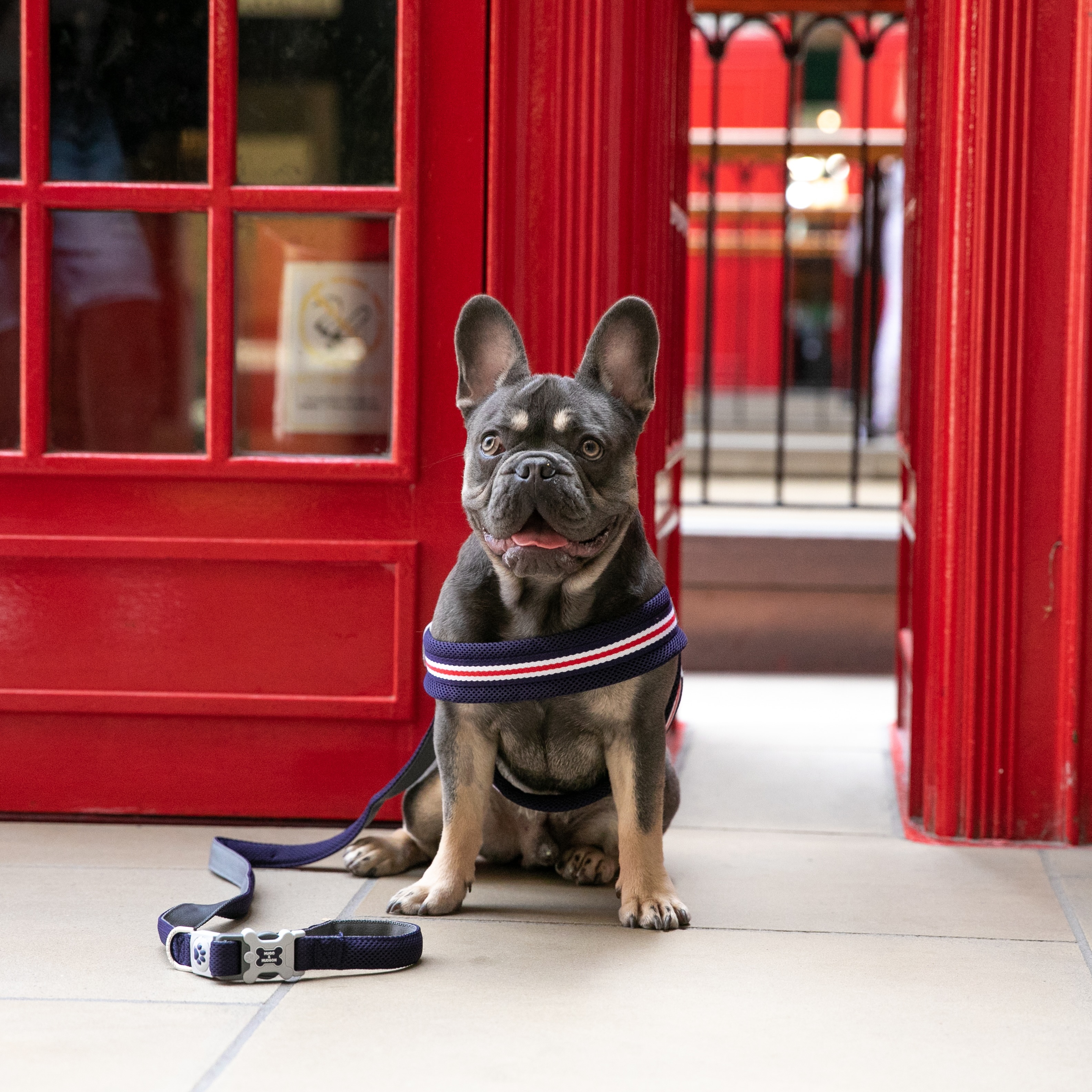 Happy St George’s Day to all our colleagues and customers across England 🏴󠁧󠁢󠁥󠁮󠁧󠁿 🐾 

#hugoan