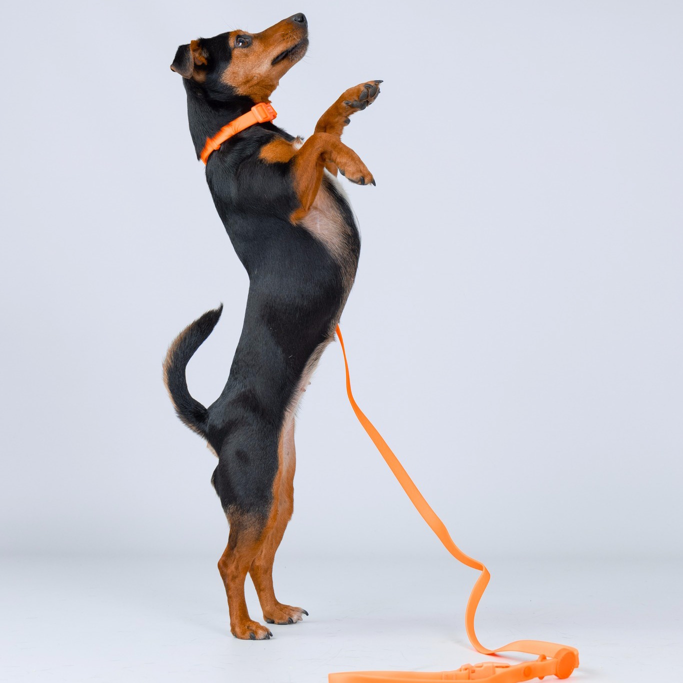 Well dressed Wednesday - we just love some of the tricks that some of our amazing dog models pull ou
