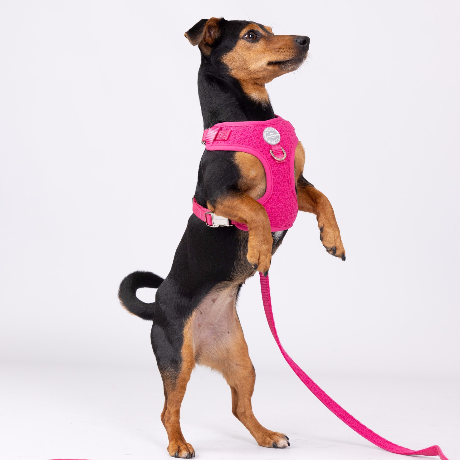 Well dressed Wednesday - we just love some of the tricks that some of our amazing dog models pull ou