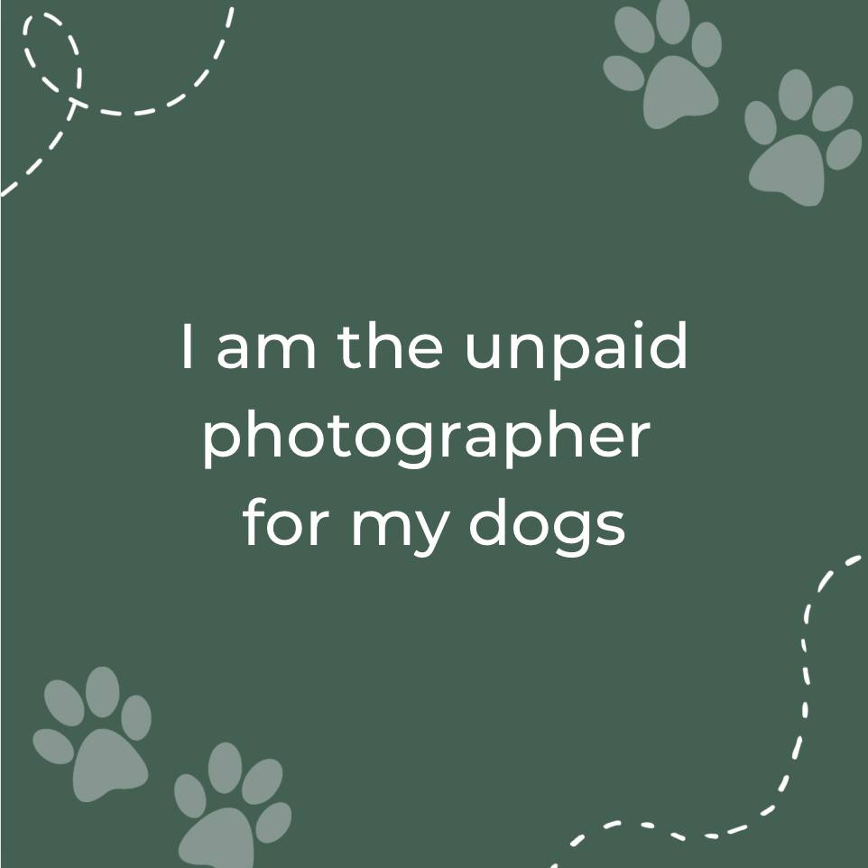 Guilty 

Our dogs don't realise how lucky they are to have a photographer at their disposal 24 hours