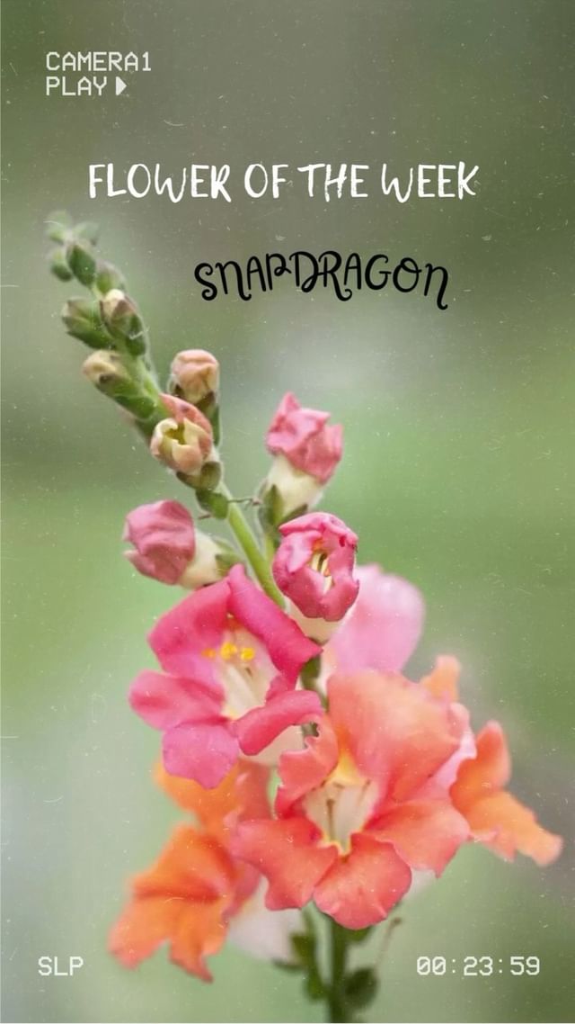 The enchanting allure of snapdragon flowers. ✨💐🐉