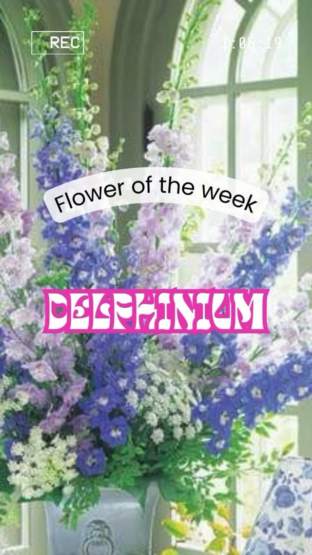 Delphiniums reaching for the sky.💐✨