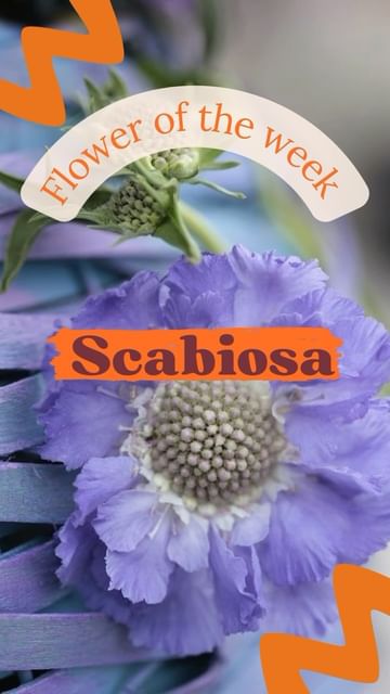 Tiny wonders of the garden, scabiosa flowers captivate with their unique charm. 💐