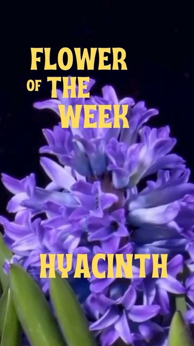 Elegance and grace in every flower! 🪻🪻