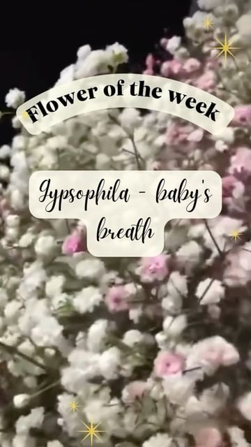 A cloud of tiny flowers, Gypsophila creates a dreamy and romantic ambiance. 💐☁️