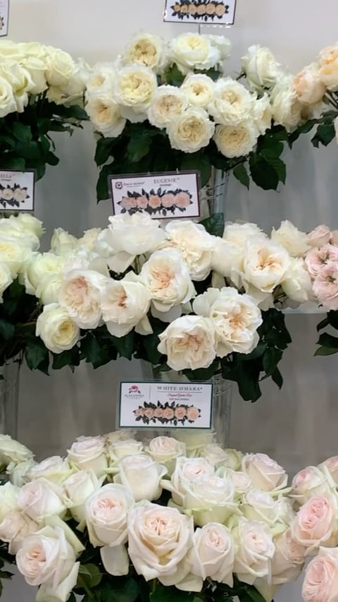 Blooming beauty in every petal 🌹✨ Nothing compares to the elegance of garden roses. Bringing nature