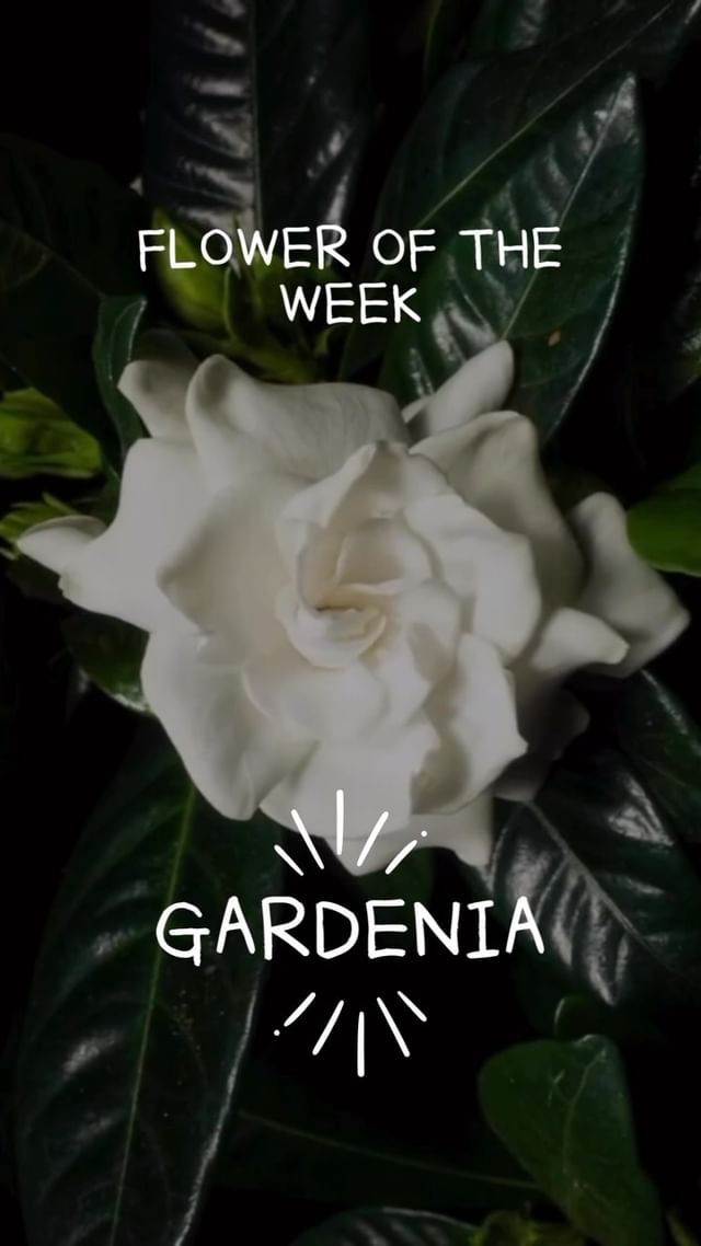 The sweet fragrance of gardenias fills the air with a touch of elegance. 💐✨