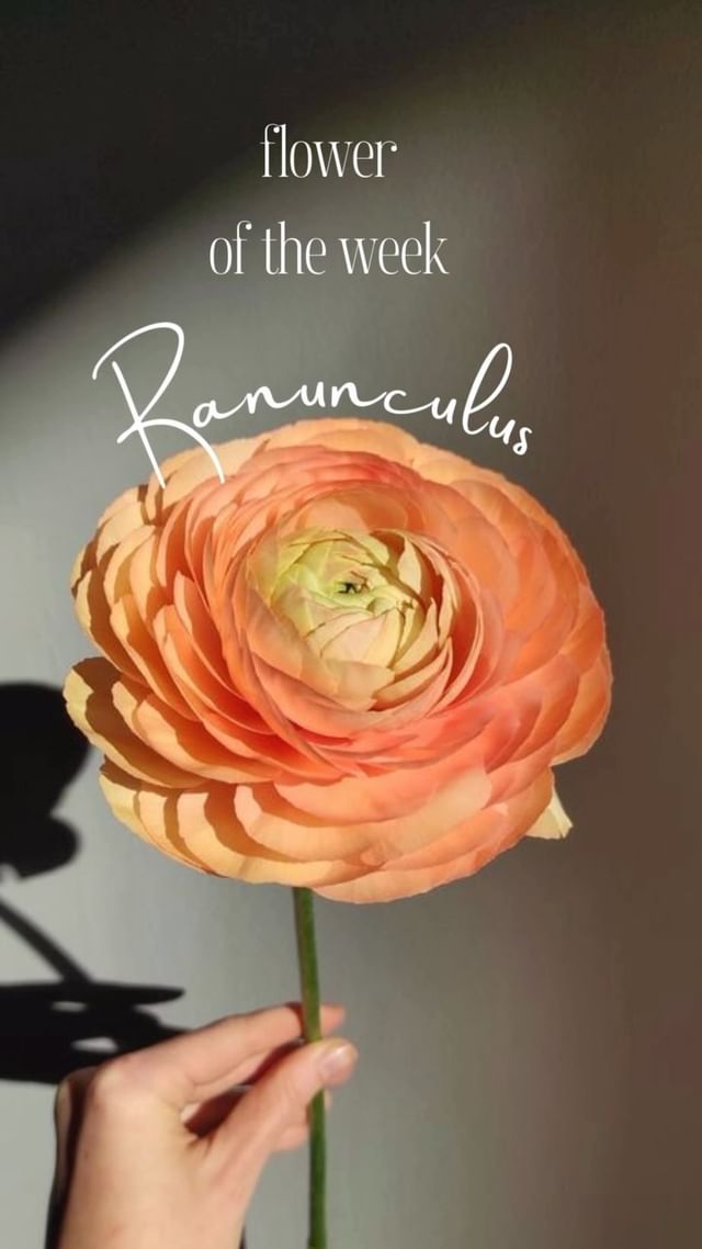 Brighten any space with the cheerful colors of ranunculus flowers. ✨💐