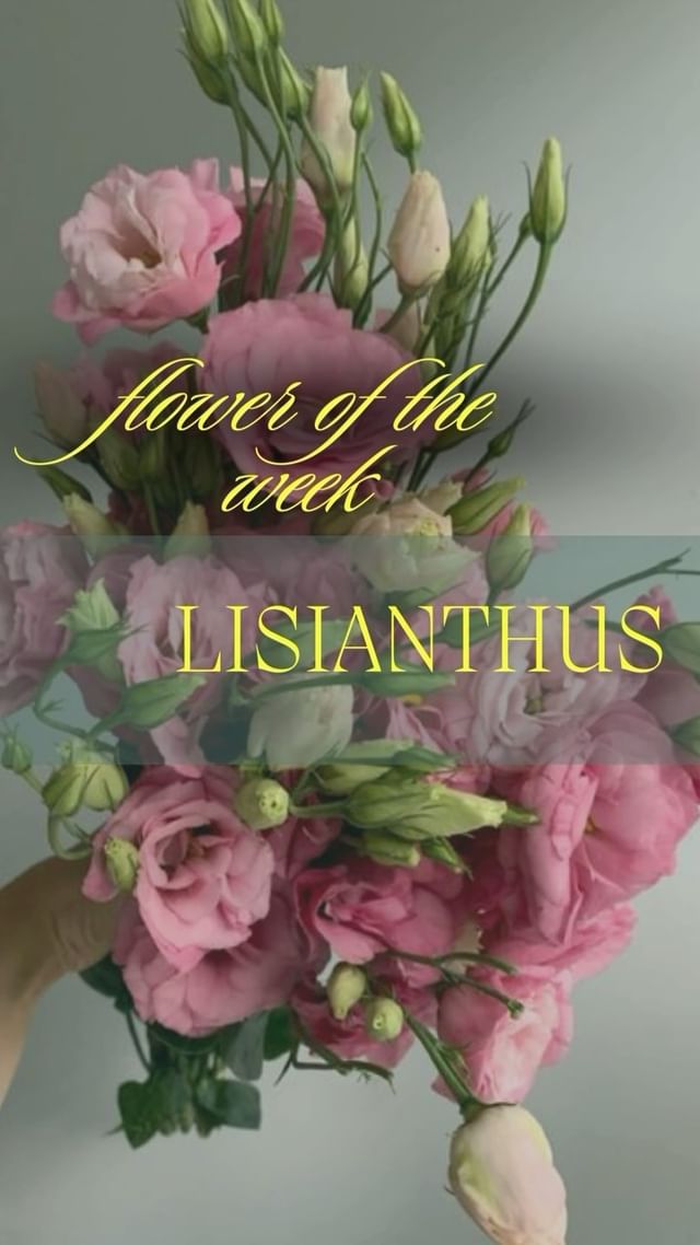 Lisianthus Symphony: Nature’s Melody in Delicate Petals. 💐✨