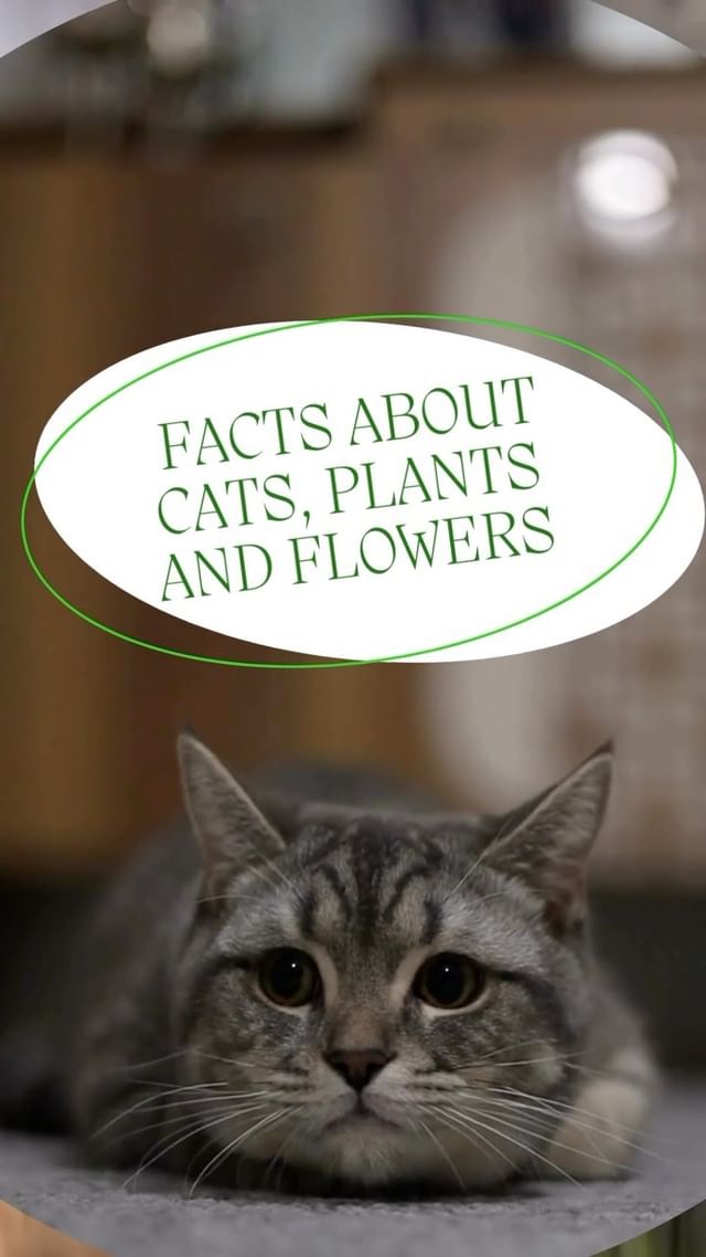 Paws and petals, a purrfect combination. 🌼🐈🐈‍⬛🐈
