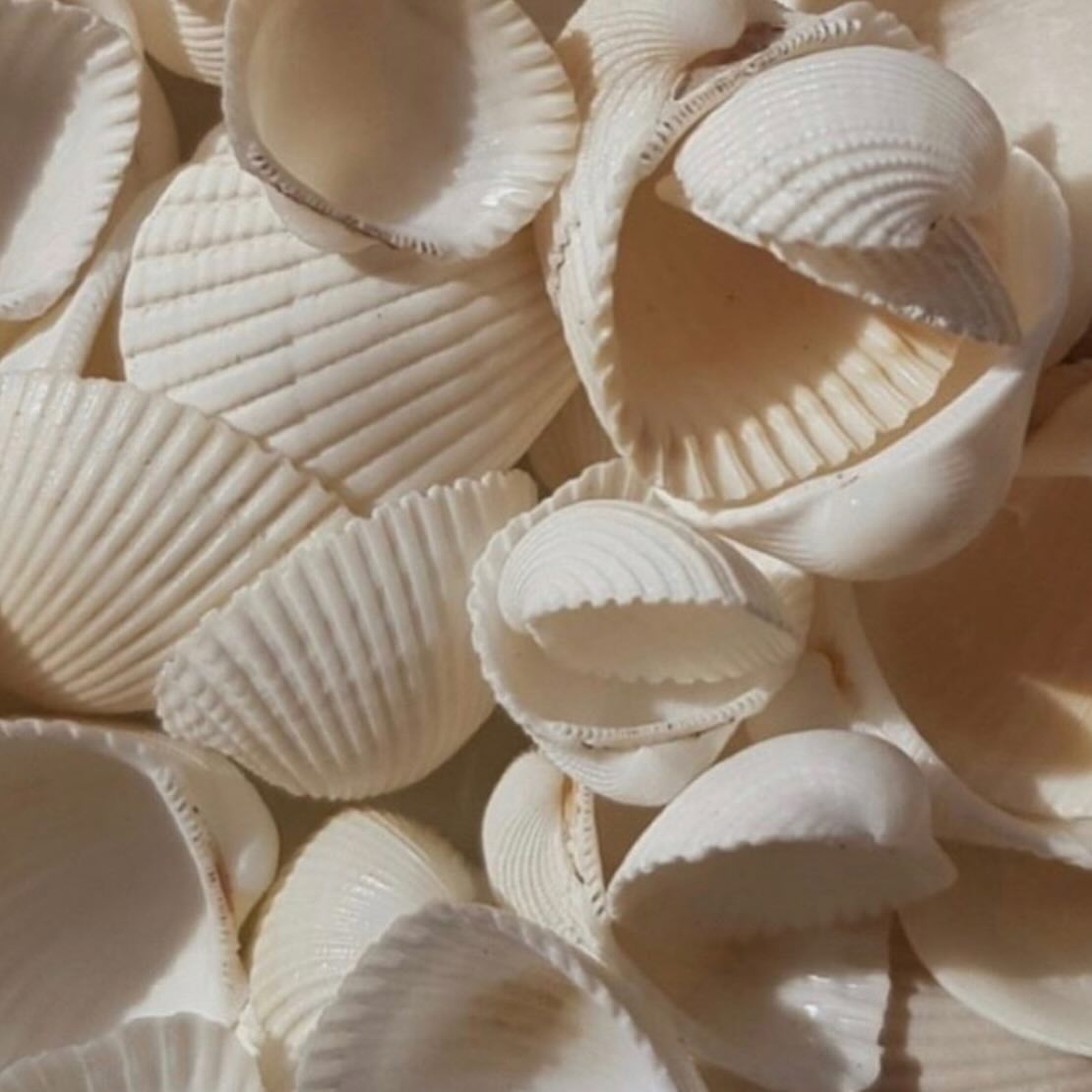 🐚