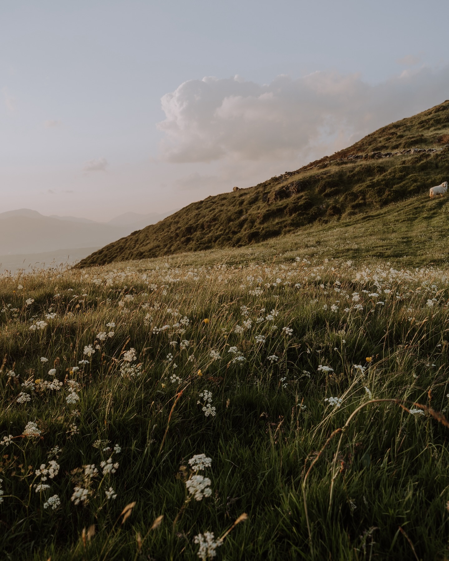 Up the hill ☀️ ⛰️ 🐑 
.
.
.
.
.
.
#oneearthmagazine #modernwild #lesothers #bellcoll #walescollectiv