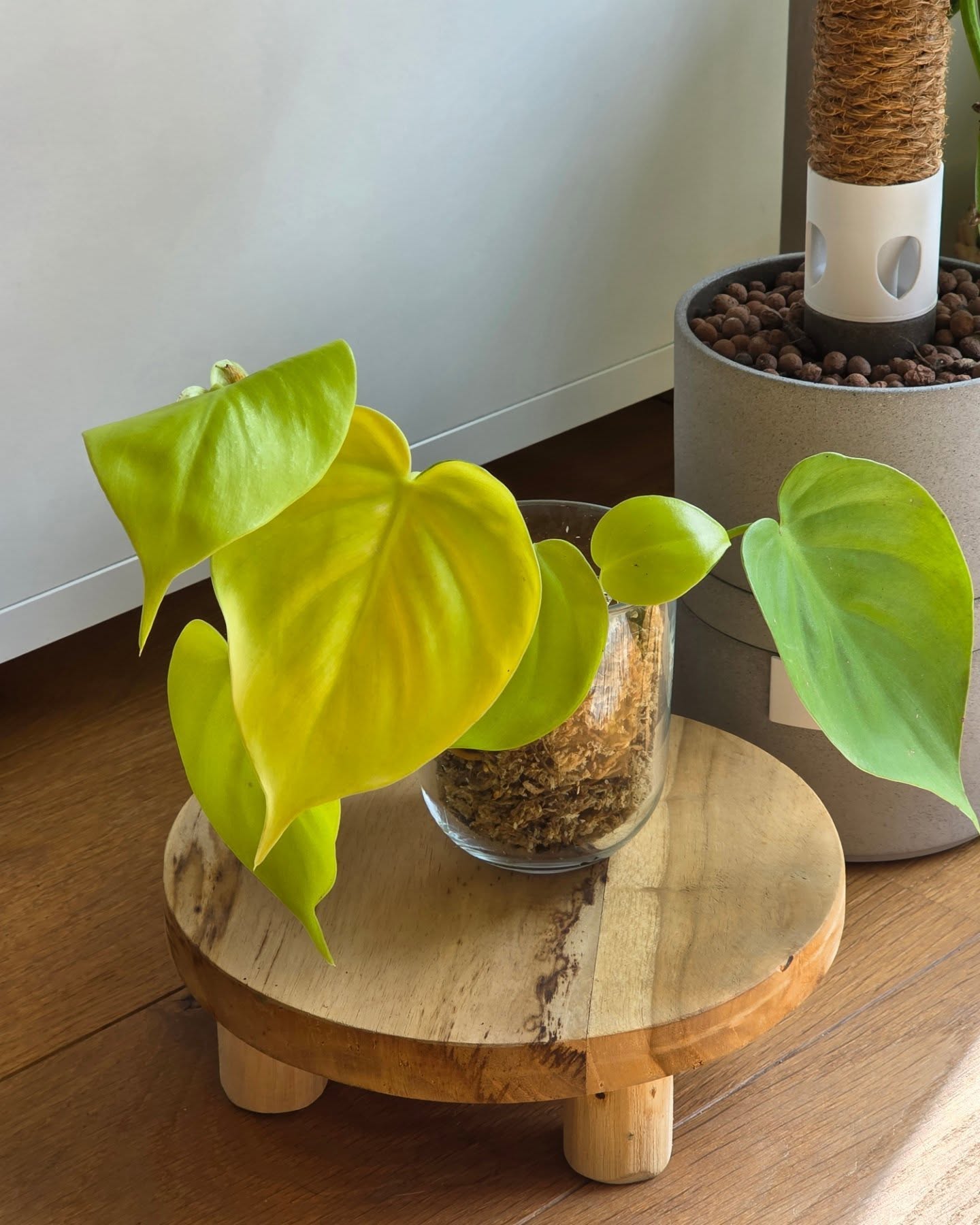 Climbing plants available in our Online Shop!🌿😍\n\n➡️ Check out our amazing selection of humidity-