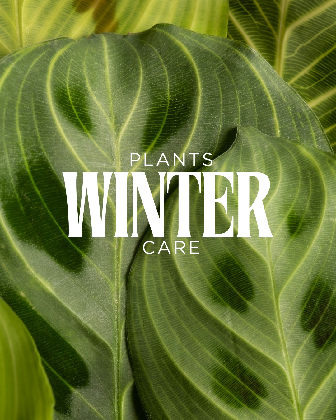 Winter can be challenging for our green friends. Swipe through for essential tips to keep your indoo