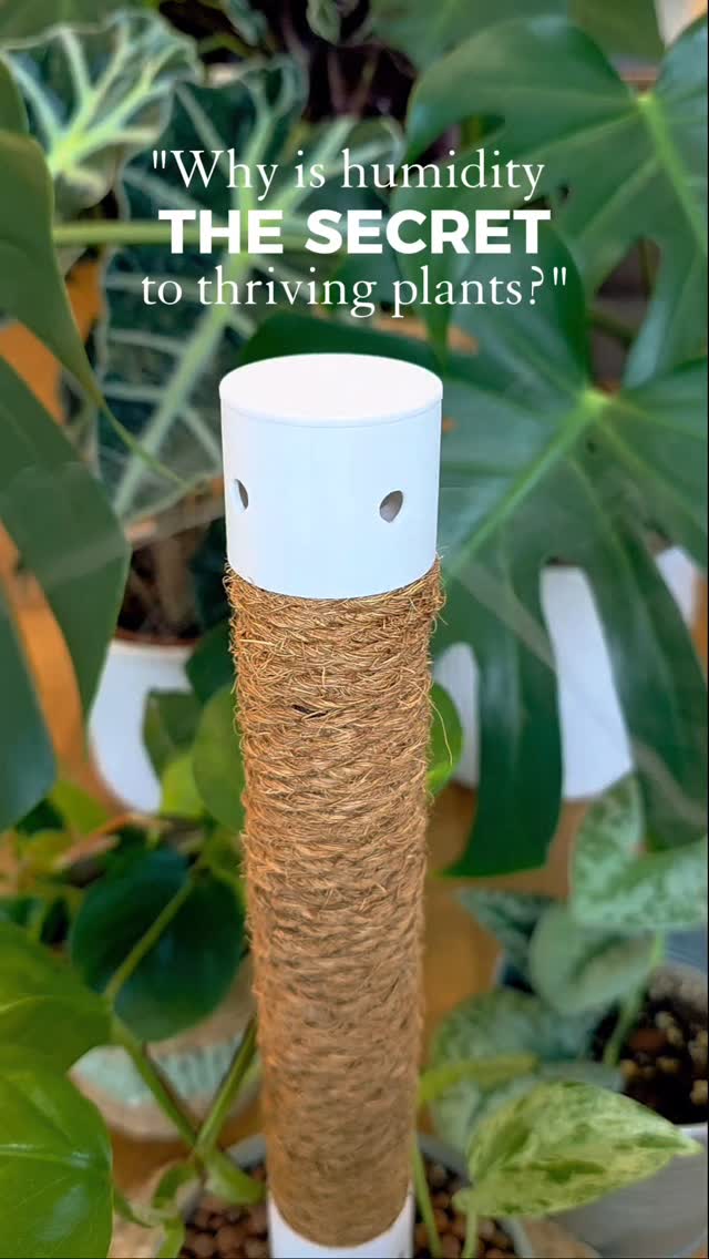 Why is humidity the secret to thriving plants? 🌿💦\n\nMost plant parents focus on watering, but did