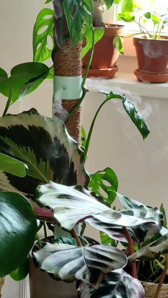 📢 Is dry air killing your plants? Dont worry, we have the solution! 🌱💦 Humidipot 1.0 gives your p