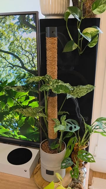 Jungle vibes guaranteed with Humidipot 🌿 \n\n#plantvibes #indoorjungle #plantcare