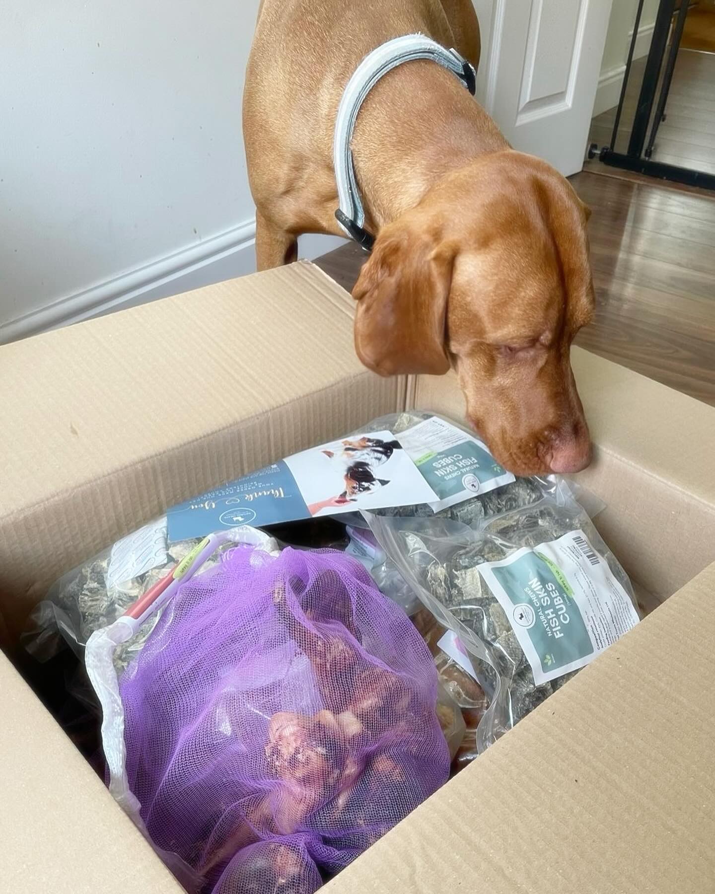 I am in for a treat today #pettreatswholesale #hungarianvizsla #hungrypuppy #naturaltreatsfordogs #v